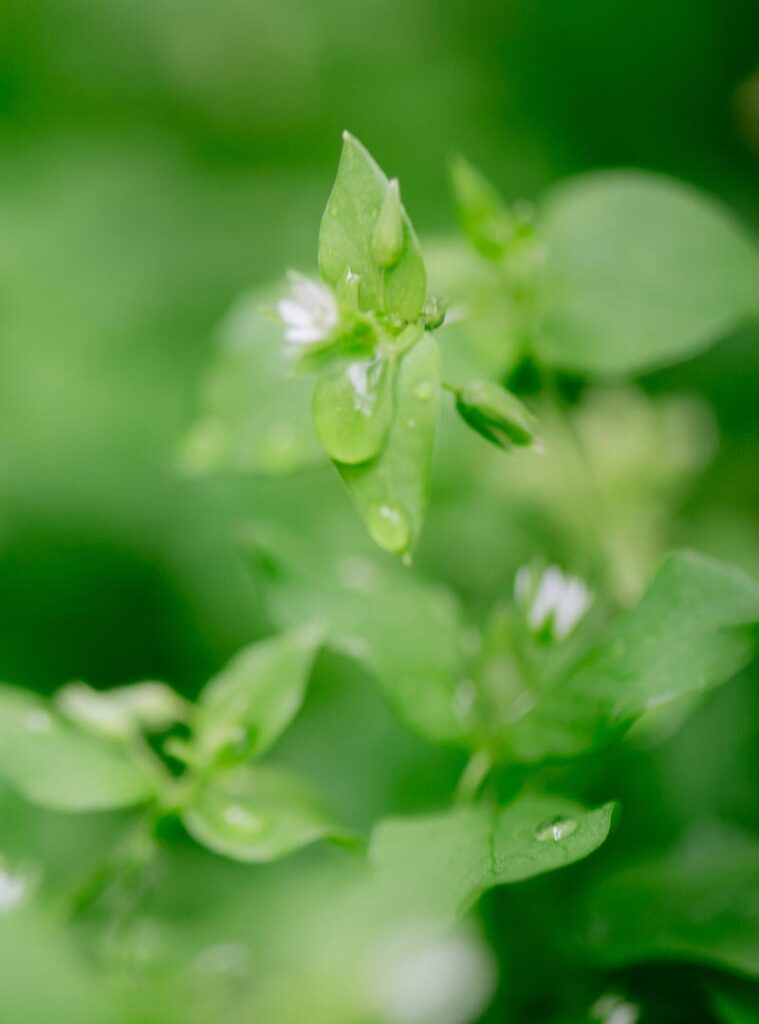 Berisha Green Energy